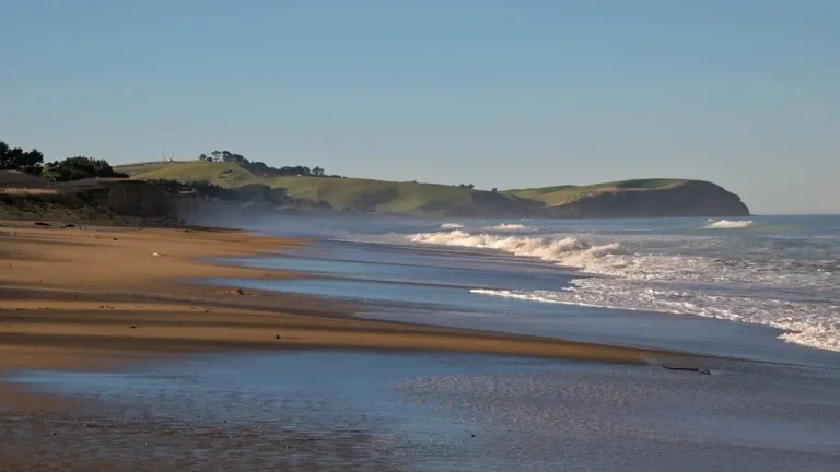 dunedin (1)